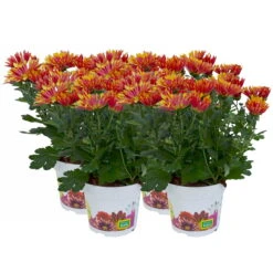 Chrysanthemen 'Splash Energy', Rot-gelb, Topf-Ø 14 Cm, 4er-Set -Compo Verkaufsgeschäft 0690150172 Chrysanthemum indicum T14 Splash Energy 4er Set 114183