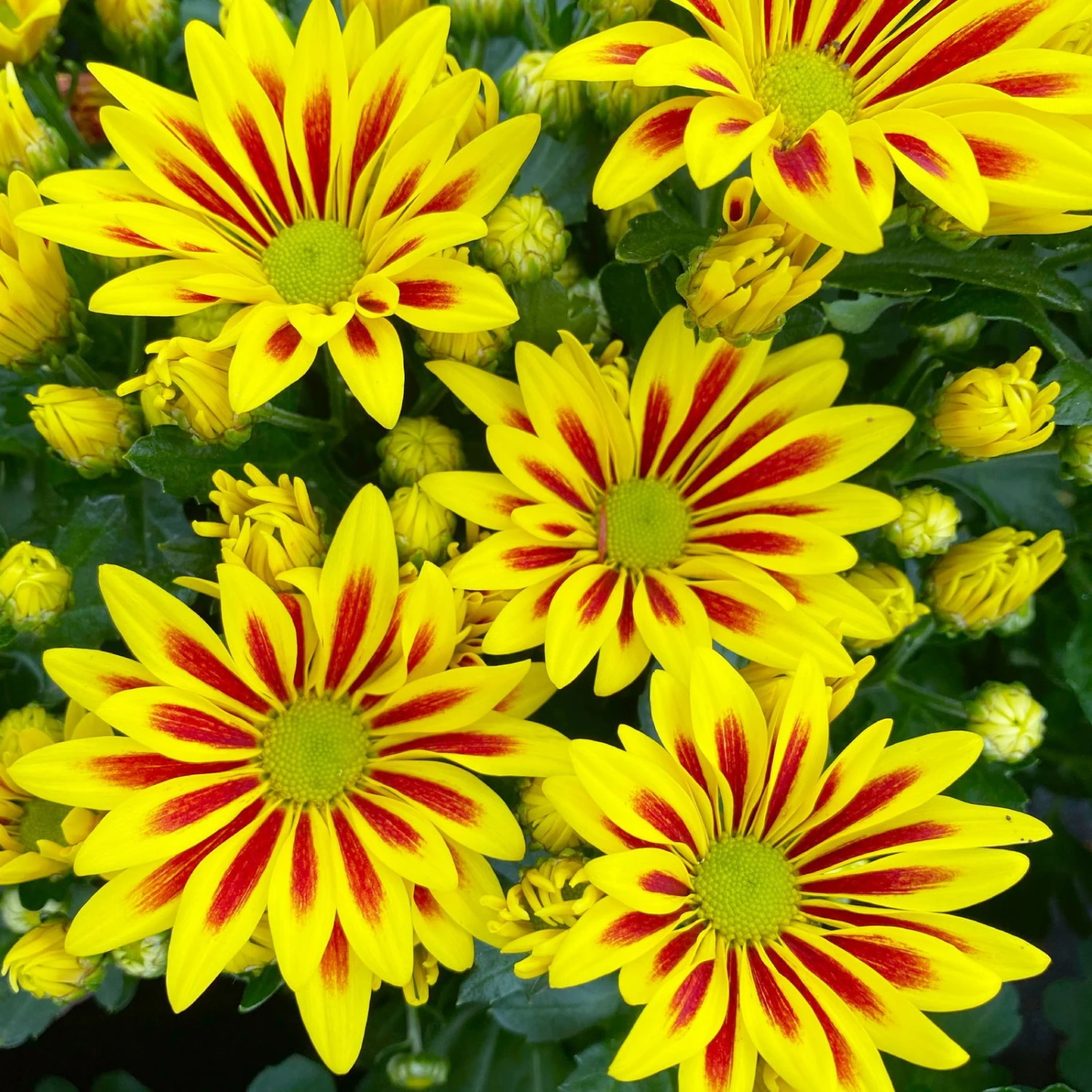 Chrysanthemen 'Rainbow Lake Worth' Gelb-rot Gestreift, Topf-Ø 14 Cm, 4er-Set 1 Chrysanthemen 'Rainbow Lake Worth' Gelb-rot Gestreift, Topf-Ø 14 Cm, 4er-Set