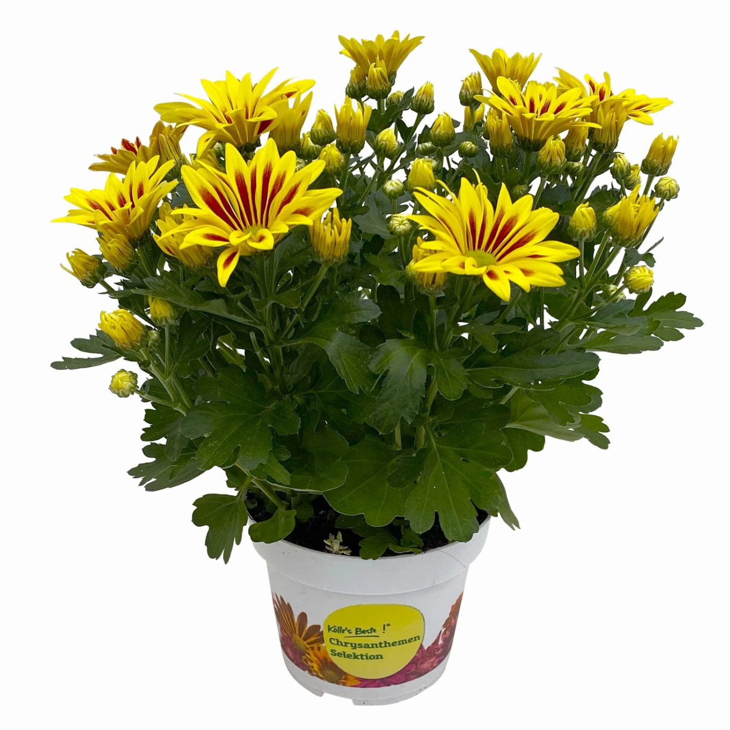 Chrysanthemen 'Rainbow Lake Worth' Gelb-rot Gestreift, Topf-Ø 14 Cm, 4er-Set 2 Chrysanthemen 'Rainbow Lake Worth' Gelb-rot Gestreift, Topf-Ø 14 Cm, 4er-Set - Image 2