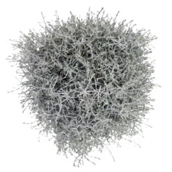 Calocephalus Silber-grau, Topf-Ø 12/13 Cm, 6er-Set 9 Calocephalus Silber-grau, Topf-Ø 12/13 Cm, 6er-Set -Compo Verkaufsgeschäft 0690170041 KB Calocephalus brownii XL Set 3 2 81615