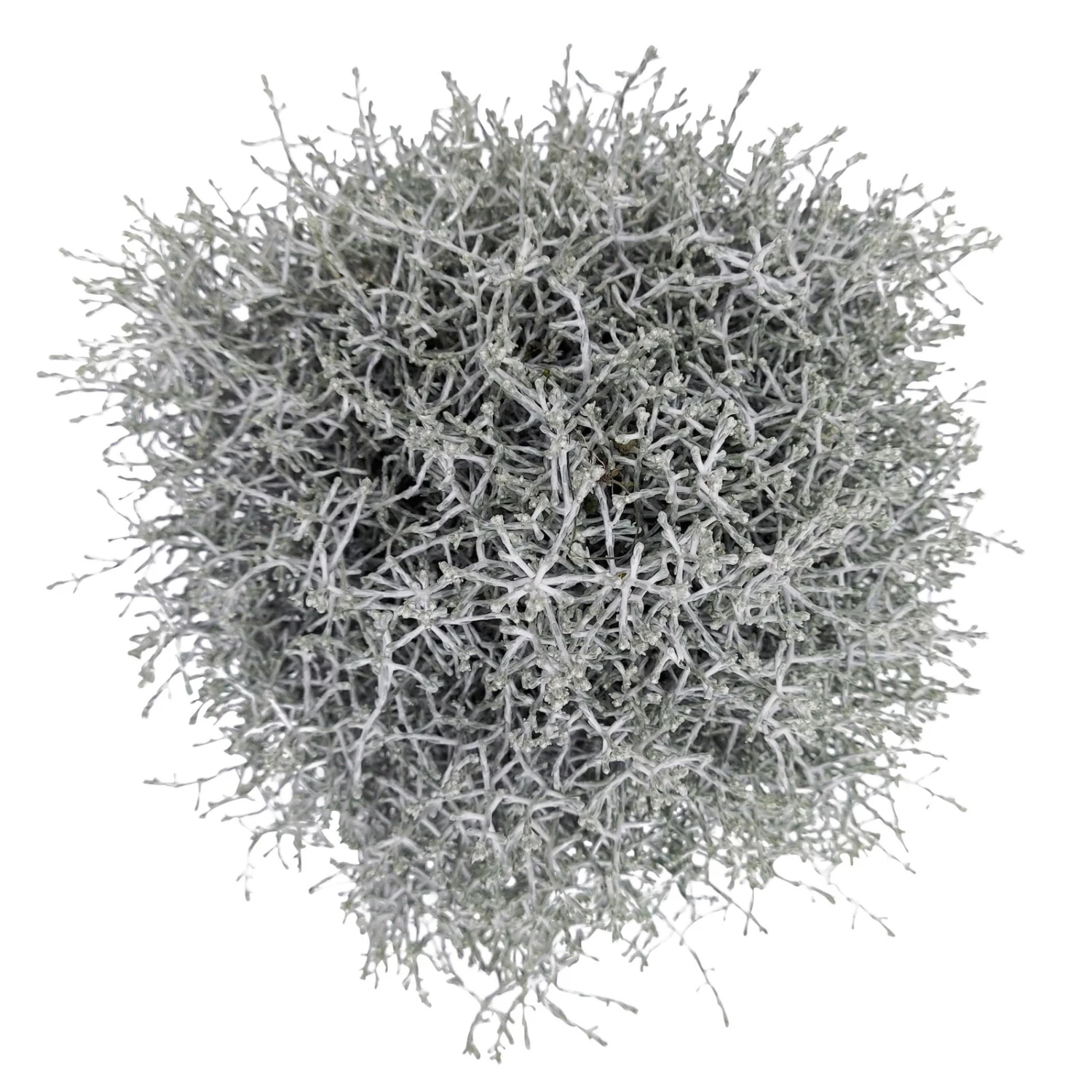 Calocephalus Silber-grau, Topf-Ø 12/13 Cm, 6er-Set 4 Calocephalus Silber-grau, Topf-Ø 12/13 Cm, 6er-Set – Bild 4