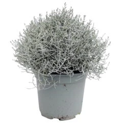 Calocephalus Silber-grau, Topf-Ø 12/13 Cm, 6er-Set 8 Calocephalus Silber-grau, Topf-Ø 12/13 Cm, 6er-Set -Compo Verkaufsgeschäft 0690170041 KB Calocephalus brownii XL Set 3 6 81613