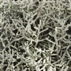 Calocephalus, Silber-grau, Topf-Ø 10,5 Cm, 8er-Set