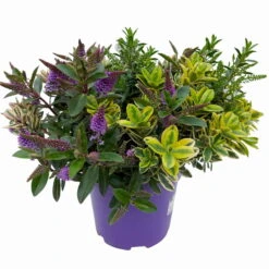 Hebe 'Quattro', Bunt, Topf-Ø 23 Cm, Höhe Ca. 40 Cm -Compo Verkaufsgeschäft 0690190020 Hebe Addenda T23 Quattro 3 114128