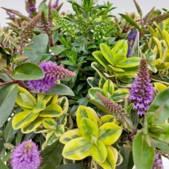 Hebe 'Quattro', Bunt, Topf-Ø 23 Cm, Höhe Ca. 40 Cm -Compo Verkaufsgeschäft 0690190020 Hebe Addenda T23 Quattro 5 114001