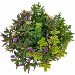 Hebe 'Quattro', Bunt, Topf-Ø 23 Cm, Höhe Ca. 40 Cm -Compo Verkaufsgeschäft 0690190020 Hebe Addenda T23 Quattro 9 114129