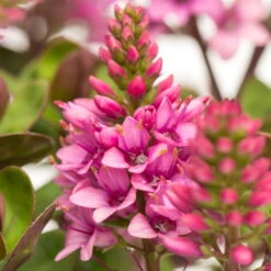 Hebe 'All Blooms®' Rosa, Topf-Ø 12 Cm, 3er-Set 12 Hebe 'All Blooms®' Rosa, Topf-Ø 12 Cm, 3er-Set -Compo Verkaufsgeschäft 0690190064 Koelle Hebe All Blooms T12 rosarot 6er Set WS 11 95592