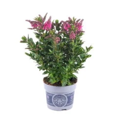 Hebe 'All Blooms®' Rosa, Topf-Ø 12 Cm, 3er-Set 17 Hebe 'All Blooms®' Rosa, Topf-Ø 12 Cm, 3er-Set -Compo Verkaufsgeschäft 0690190064 Koelle Hebe All Blooms T12 rosarot 6er Set WS 1 95602