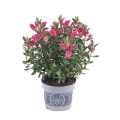 Hebe 'All Blooms®' Rosa, Topf-Ø 12 Cm, 3er-Set 15 Hebe 'All Blooms®' Rosa, Topf-Ø 12 Cm, 3er-Set -Compo Verkaufsgeschäft 0690190064 Koelle Hebe All Blooms T12 rosarot 6er Set WS 6 95598