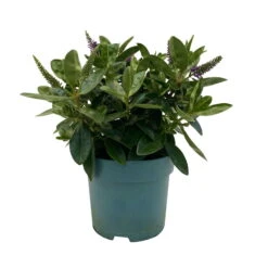 Hebe Lila, Topf-Ø 15 Cm, 3er-Set -Compo Verkaufsgeschäft 0690190065 Koelle Hebe T15 3er Set Lilatoene WS 1 95843