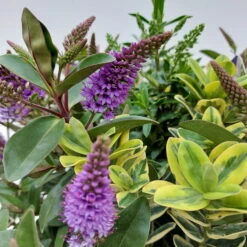 Hebe 'Quattro', Bunt, Topf-Ø 23 Cm, Höhe Ca. 40 Cm -Compo Verkaufsgeschäft 0690190068 Koelle Hebe T23 Donna Quattro H40 WS 1 94724