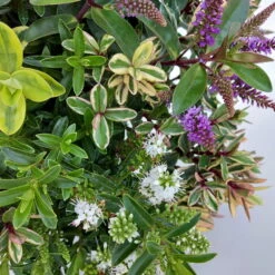 Hebe 'Quattro', Bunt, Topf-Ø 23 Cm, Höhe Ca. 40 Cm -Compo Verkaufsgeschäft 0690190068 Koelle Hebe T23 Donna Quattro H40 WS 3 94725