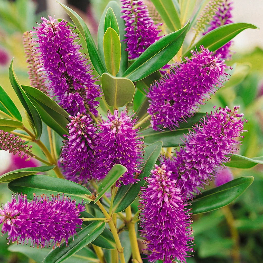 Hebe Farbe Zufällig, Topf-Ø 23 Cm 2 Hebe Farbe Zufällig, Topf-Ø 23 Cm - Image 2