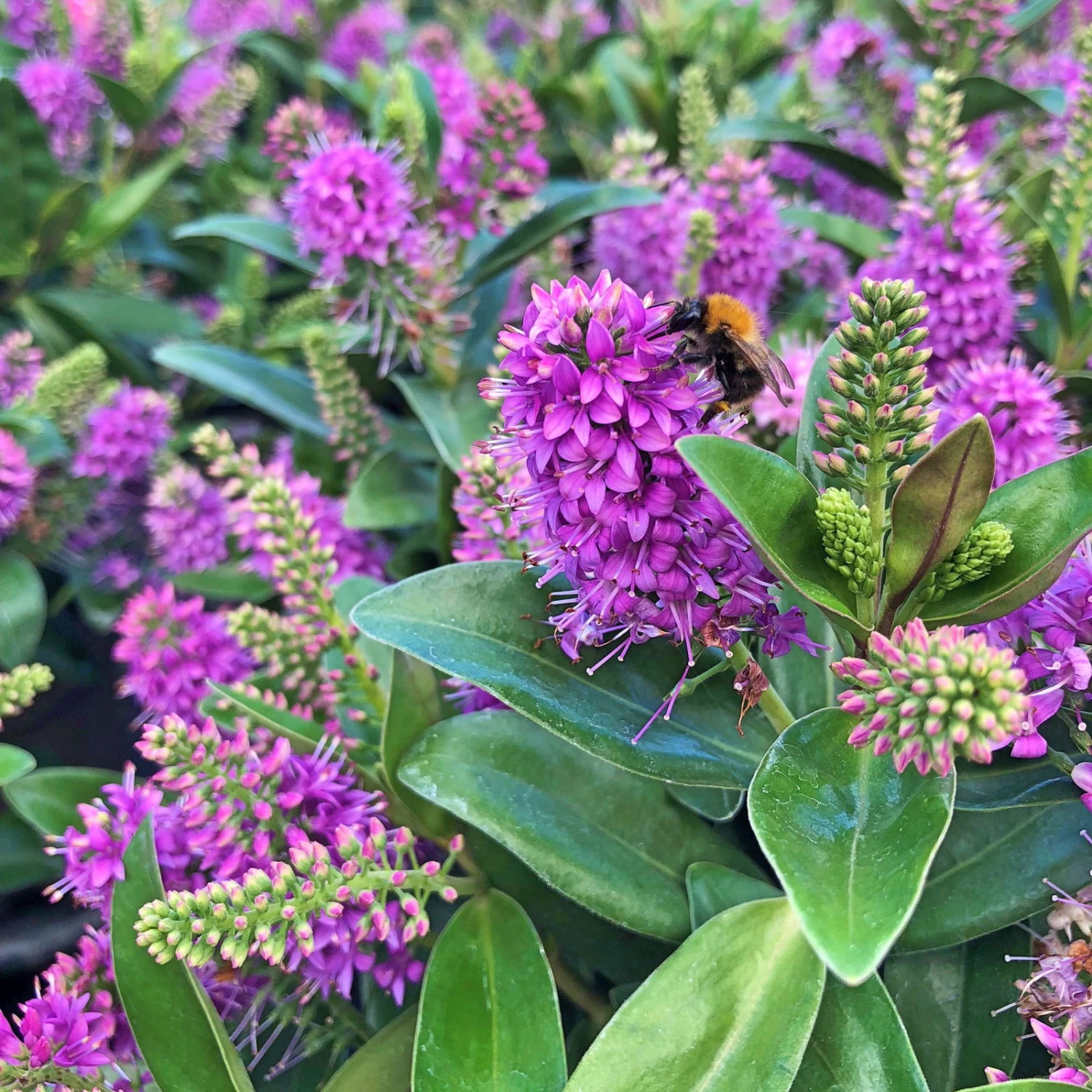 Hebe Farbe Zufällig, Topf-Ø 23 Cm 3 Hebe Farbe Zufällig, Topf-Ø 23 Cm - Image 3