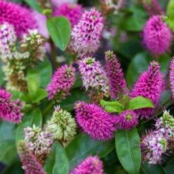 Hebe Farbe Zufällig, Topf-Ø 23 Cm 14 Hebe Farbe Zufällig, Topf-Ø 23 Cm -Compo Verkaufsgeschäft 0690190095 Koelle Hebe Addenda T23 in Farben 7 113662