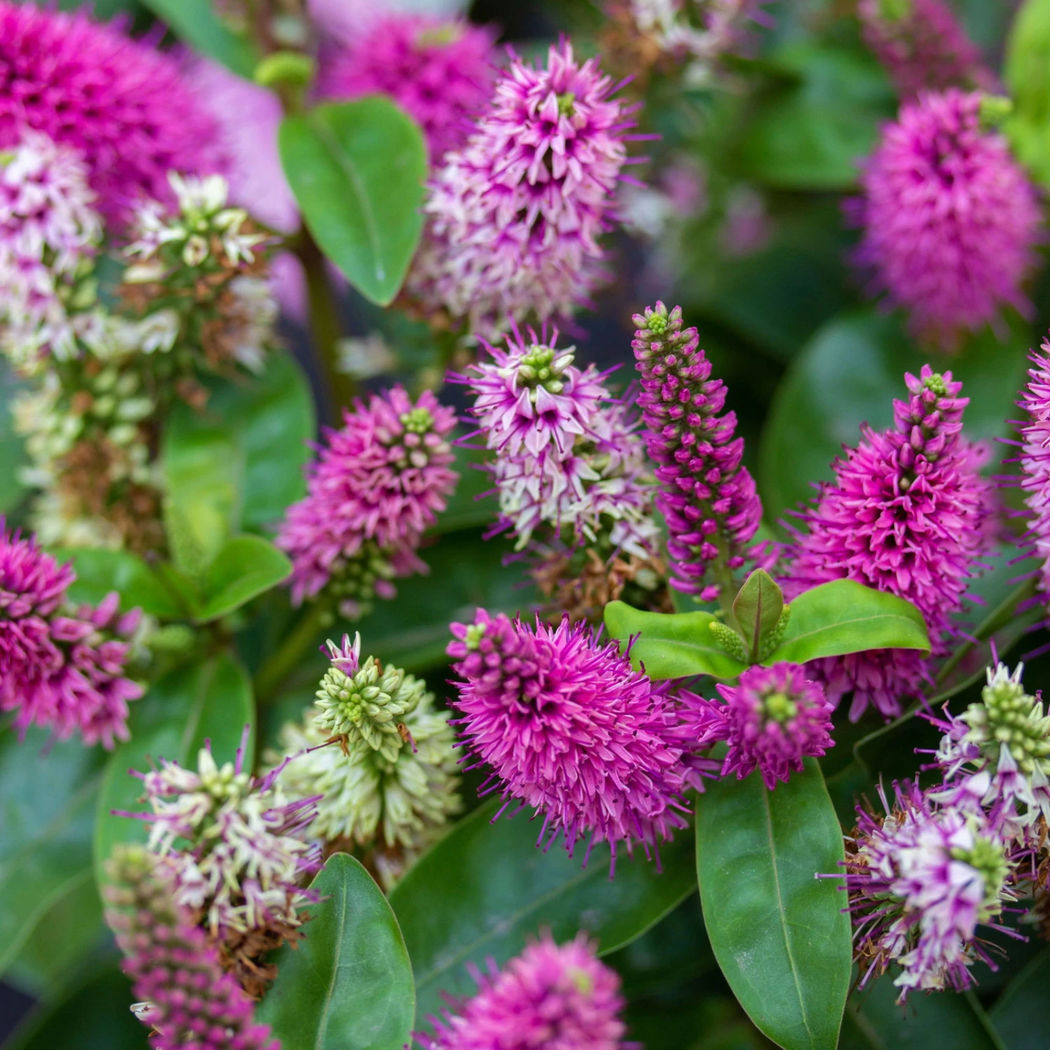 Hebe Farbe Zufällig, Topf-Ø 23 Cm 5 Hebe Farbe Zufällig, Topf-Ø 23 Cm - Image 5