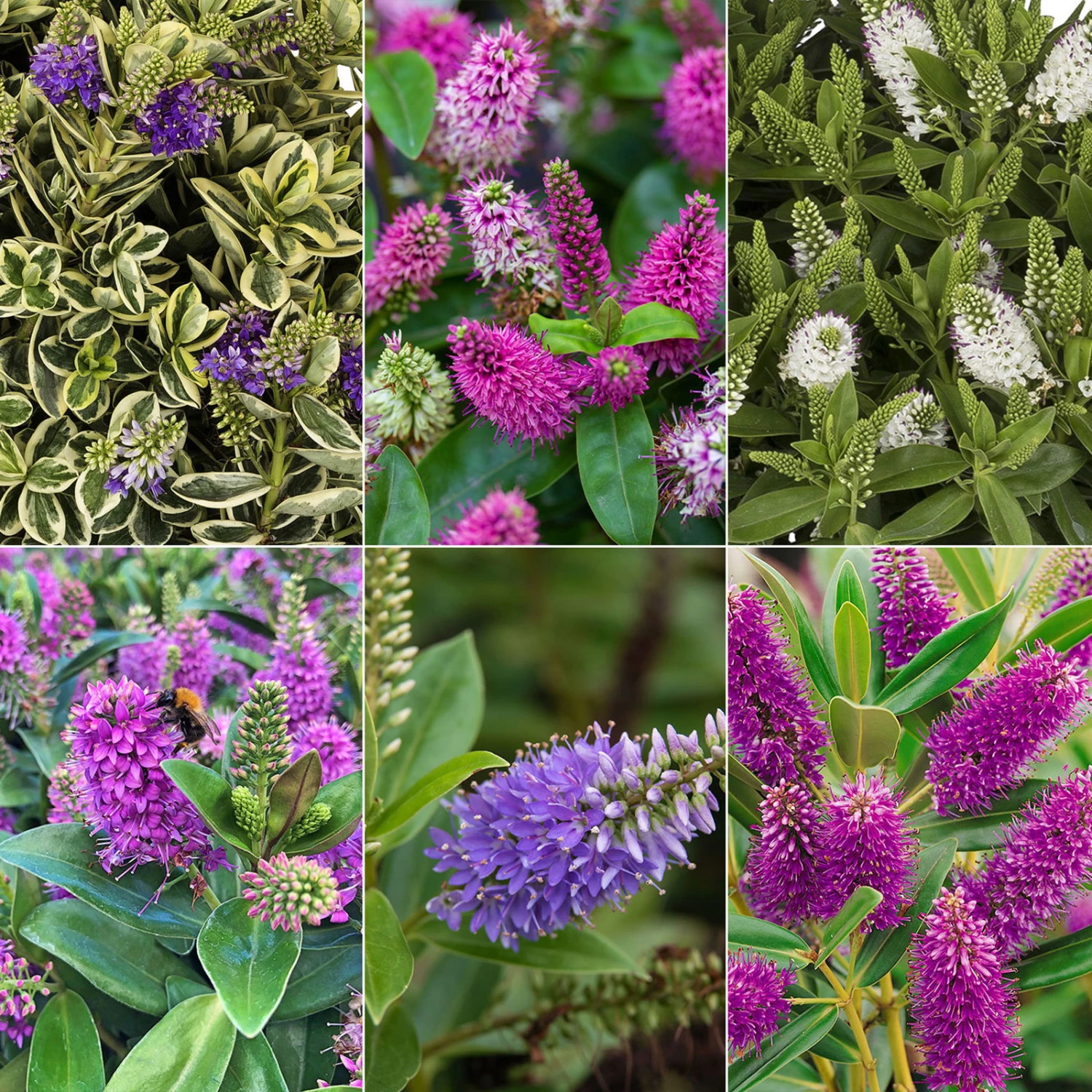 Hebe Farbe Zufällig, Topf-Ø 23 Cm 1 Hebe Farbe Zufällig, Topf-Ø 23 Cm