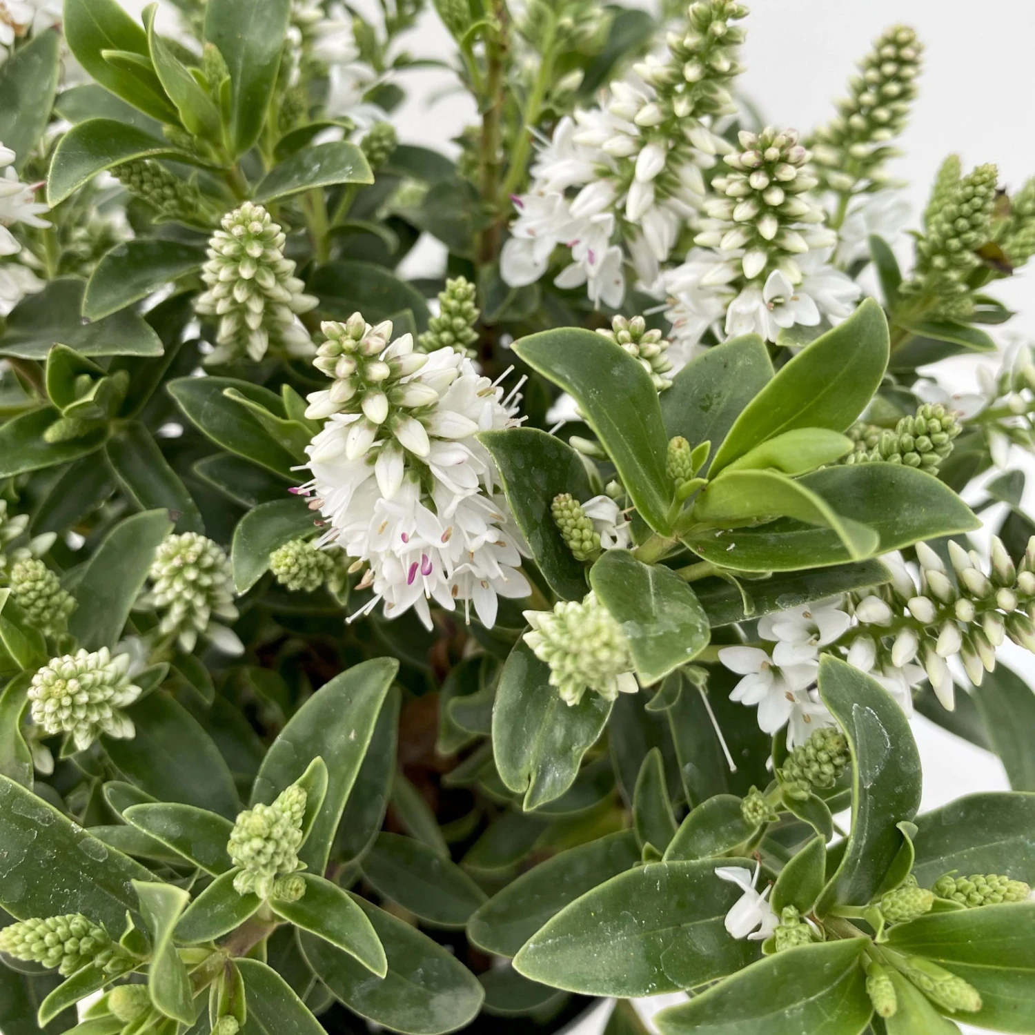 Hebe 'All Blooms®' Weiß, Topf-Ø 10,5 Cm, 6er-Set 2 Hebe 'All Blooms®' Weiß, Topf-Ø 10,5 Cm, 6er-Set - Image 2