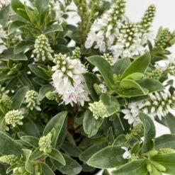 Hebe 'All Blooms®', Farbe Zufällig, Topf-Ø 17 Cm -Compo Verkaufsgeschäft 0690190098 Koelle Hebe All Blooms T12 weiss 6er Set 3 112399