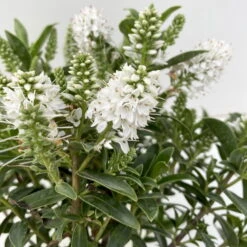 Hebe 'All Blooms®', Farbe Zufällig, Topf-Ø 17 Cm -Compo Verkaufsgeschäft 0690190098 Koelle Hebe All Blooms T12 weiss 6er Set 4 112400