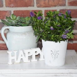 Hebe 'All Blooms®' Blau, Topf-Ø 12 Cm, 6er-Set -Compo Verkaufsgeschäft 0690190099 Koelle Hebe All Blooms T12 blau 6er Set WS 12 95608