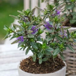 Hebe 'All Blooms®' Blau, Topf-Ø 12 Cm, 6er-Set -Compo Verkaufsgeschäft 0690190099 Koelle Hebe All Blooms T12 blau 6er Set WS 1 95613