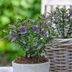 Hebe 'All Blooms®' Blau, Topf-Ø 12 Cm, 6er-Set -Compo Verkaufsgeschäft 0690190099 Koelle Hebe All Blooms T12 blau 6er Set WS 2 95612