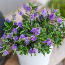 Hebe 'All Blooms®' Blau, Topf-Ø 12 Cm, 6er-Set -Compo Verkaufsgeschäft 0690190099 Koelle Hebe All Blooms T12 blau 6er Set WS 3 95611