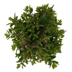 Hebe 'All Blooms®' Blau, Topf-Ø 12 Cm, 6er-Set -Compo Verkaufsgeschäft 0690190099 Koelle Hebe All Blooms T12 blau 6er Set WS 10 95729