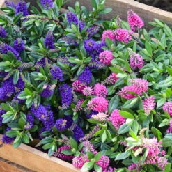 Hebe 'All Blooms®' Blau, Topf-Ø 12 Cm, 6er-Set -Compo Verkaufsgeschäft 0690190099 Koelle Hebe All Blooms T12 blau 6er Set WS 14 95606