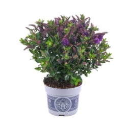 Hebe 'All Blooms®' Blau, Topf-Ø 12 Cm, 6er-Set -Compo Verkaufsgeschäft 0690190099 Koelle Hebe All Blooms T12 blau 6er Set WS 16 95616