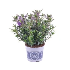 Hebe 'All Blooms®' Blau, Topf-Ø 12 Cm, 6er-Set -Compo Verkaufsgeschäft 0690190099 Koelle Hebe All Blooms T12 blau 6er Set WS 4 95615