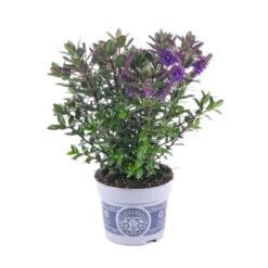 Hebe 'All Blooms®' Blau, Topf-Ø 12 Cm, 6er-Set -Compo Verkaufsgeschäft 0690190099 Koelle Hebe All Blooms T12 blau 6er Set WS 5 95614