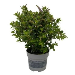 Hebe 'All Blooms®' Blau, Topf-Ø 12 Cm, 6er-Set -Compo Verkaufsgeschäft 0690190099 Koelle Hebe All Blooms T12 blau 6er Set WS 6 95727