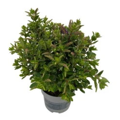 Hebe 'All Blooms®' Blau, Topf-Ø 12 Cm, 6er-Set -Compo Verkaufsgeschäft 0690190099 Koelle Hebe All Blooms T12 blau 6er Set WS 7 95728