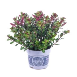 Hebe 'All Blooms®' Lila, Topf-Ø 12 Cm, 3er-Set 19 Hebe 'All Blooms®' Lila, Topf-Ø 12 Cm, 3er-Set -Compo Verkaufsgeschäft 0690190100 Koelle Hebe All Blooms T12 lila 6er Set WS 10 95623