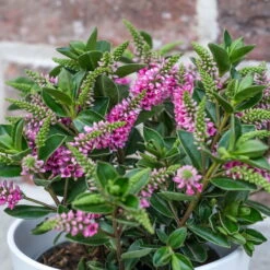 Hebe 'All Blooms®' Lila, Topf-Ø 12 Cm, 3er-Set 14 Hebe 'All Blooms®' Lila, Topf-Ø 12 Cm, 3er-Set -Compo Verkaufsgeschäft 0690190100 Koelle Hebe All Blooms T12 lila 6er Set WS 1 95618