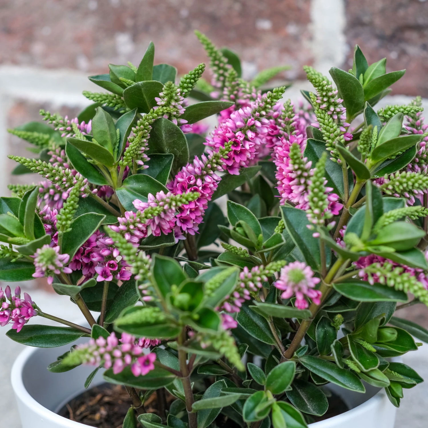 Hebe 'All Blooms®' Lila, Topf-Ø 12 Cm, 3er-Set 3 Hebe 'All Blooms®' Lila, Topf-Ø 12 Cm, 3er-Set - Image 3