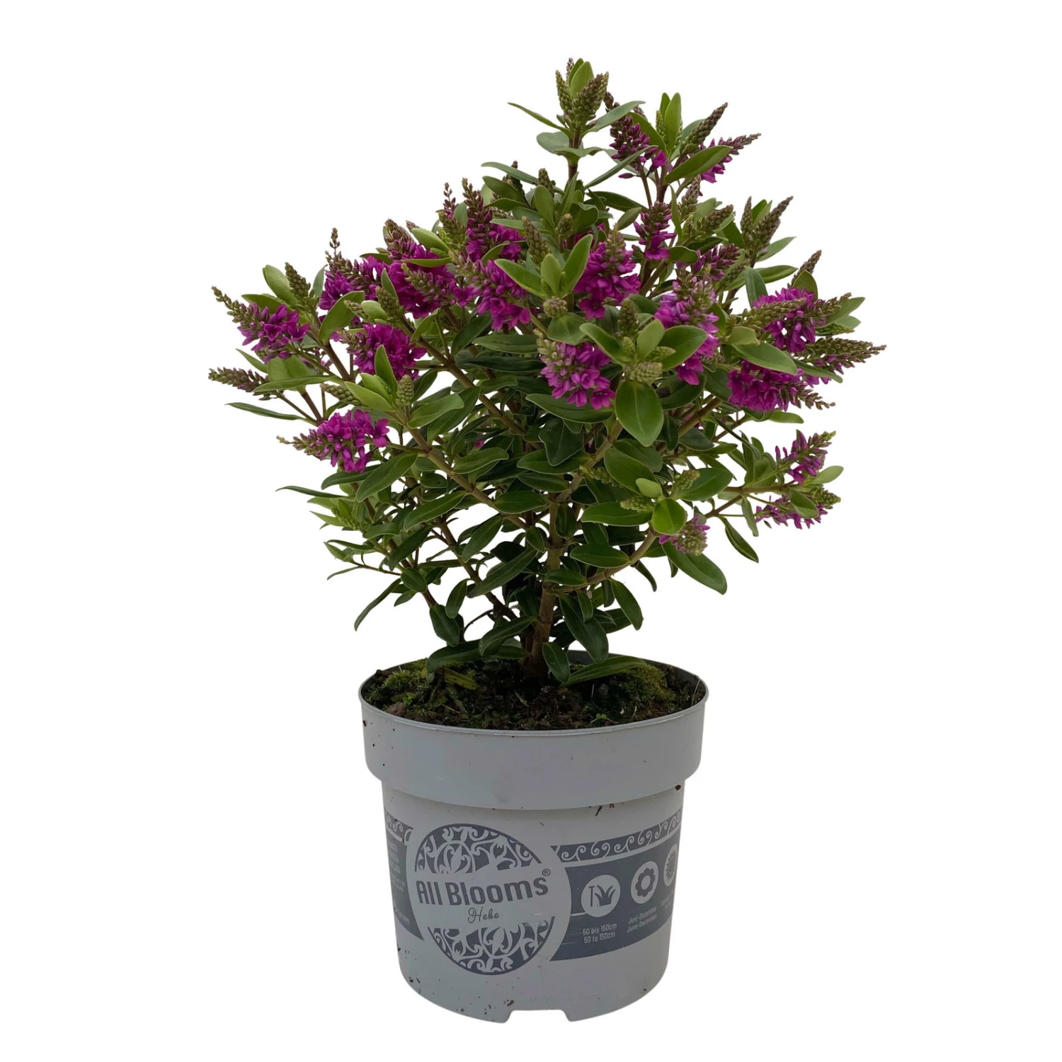 Hebe 'All Blooms®' Lila, Topf-Ø 12 Cm, 3er-Set 9 Hebe 'All Blooms®' Lila, Topf-Ø 12 Cm, 3er-Set - Image 9
