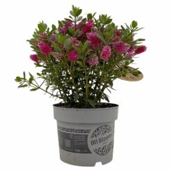 Hebe 'All Blooms®' Rot, Topf 17 Cm Ø 17 Hebe 'All Blooms®' Rot, Topf 17 Cm Ø -Compo Verkaufsgeschäft 0690190101 Hebe All Blooms T17 rot 1 114189