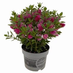 Hebe 'All Blooms®' Rot, Topf 17 Cm Ø 18 Hebe 'All Blooms®' Rot, Topf 17 Cm Ø -Compo Verkaufsgeschäft 0690190101 Hebe All Blooms T17 rot 3 114190