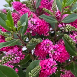 Hebe 'All Blooms®' Rot, Topf 17 Cm Ø 19 Hebe 'All Blooms®' Rot, Topf 17 Cm Ø -Compo Verkaufsgeschäft 0690190101 Hebe All Blooms T17 rot 4 114152