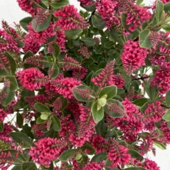 Hebe 'All Blooms®', Farbe Zufällig, Topf-Ø 17 Cm -Compo Verkaufsgeschäft 0690190101 Koelle Hebe All Blooms T17 rot 7 112385 1