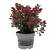 Hebe 'All Blooms®' Rot, Topf 17 Cm Ø 6 Hebe 'All Blooms®' Rot, Topf 17 Cm Ø -Compo Verkaufsgeschäft 0690190101 Koelle Hebe All Blooms T17 rot 1 112508