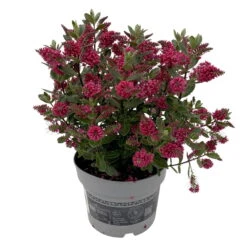 Hebe 'All Blooms®', Farbe Zufällig, Topf-Ø 17 Cm -Compo Verkaufsgeschäft 0690190101 Koelle Hebe All Blooms T17 rot 2 112509 1