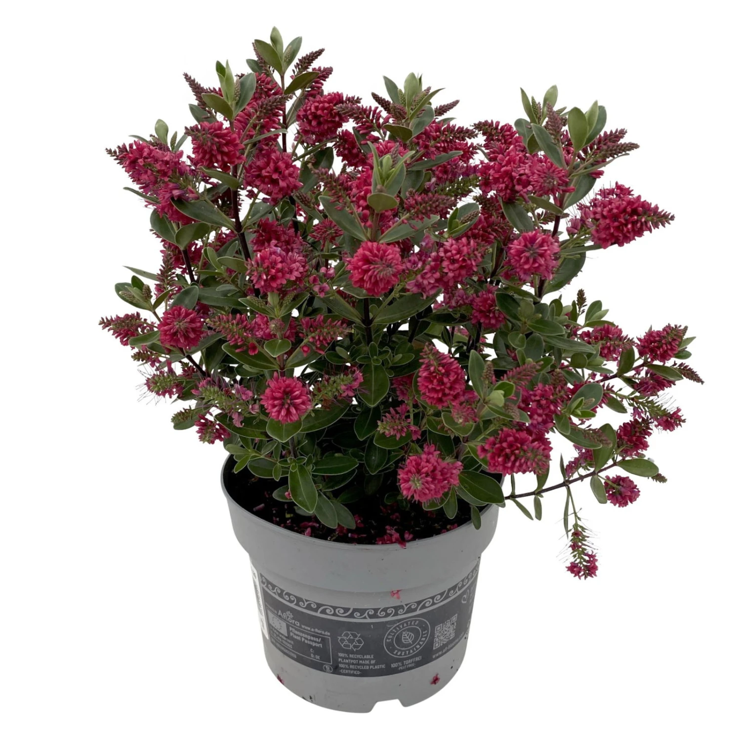 Hebe 'All Blooms®' Rot, Topf 17 Cm Ø 3 Hebe 'All Blooms®' Rot, Topf 17 Cm Ø – Bild 3