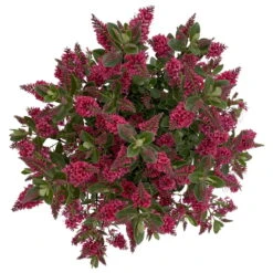 Hebe 'All Blooms®' Rot, Topf 17 Cm Ø 14 Hebe 'All Blooms®' Rot, Topf 17 Cm Ø -Compo Verkaufsgeschäft 0690190101 Koelle Hebe All Blooms T17 rot 6 112510