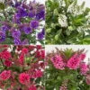 Hebe 'All Blooms®', Farbe Zufällig, Topf-Ø 17 Cm -Compo Verkaufsgeschäft 0690190102 Koelle Hebe All Blooms Farbe nach Verfuegbarkeit 112401
