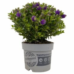 Hebe 'All Blooms®' Blau, Topf-Ø 17 Cm