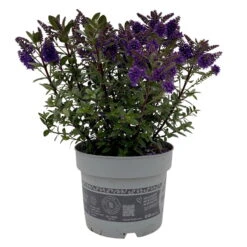 Hebe 'All Blooms®', Farbe Zufällig, Topf-Ø 17 Cm -Compo Verkaufsgeschäft 0690190103 Koelle Hebe All Blooms T17 blau 1 112511 1